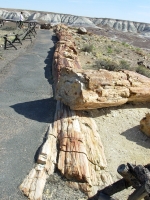 Petrified Wood